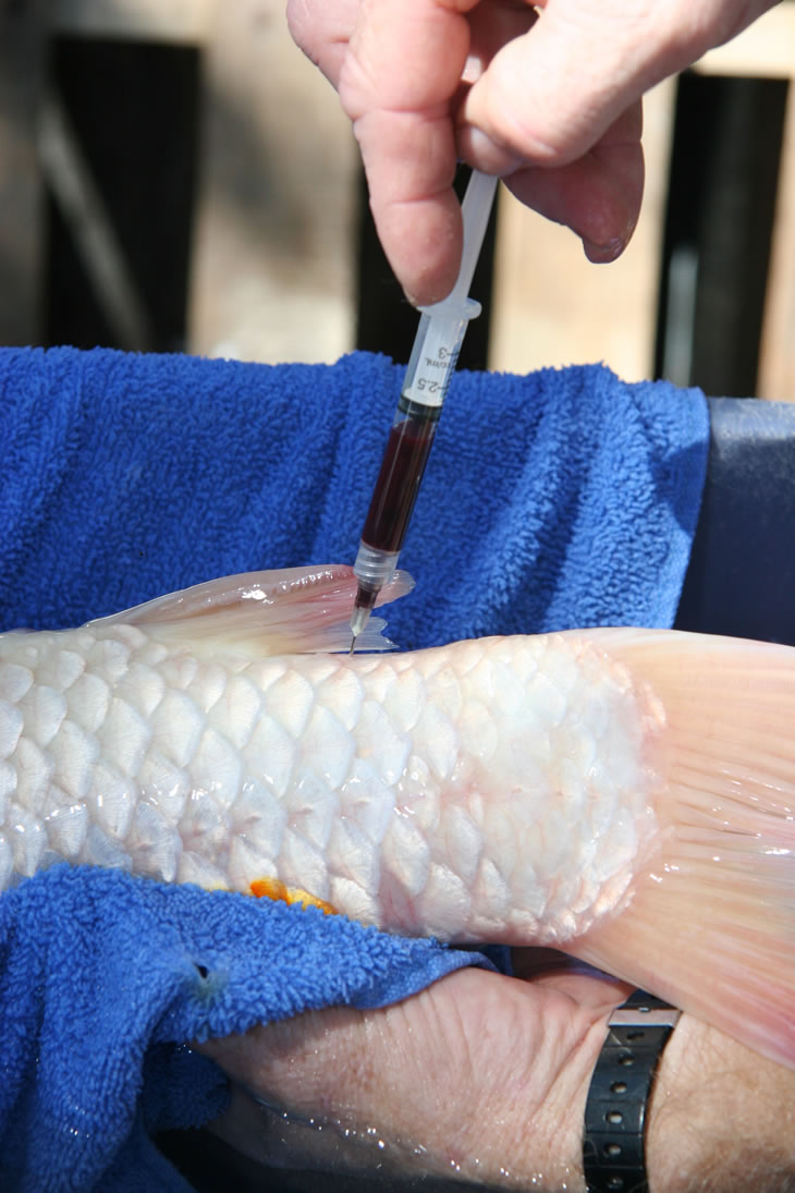 Drawing blood from caudal vein of koi for KHV serology